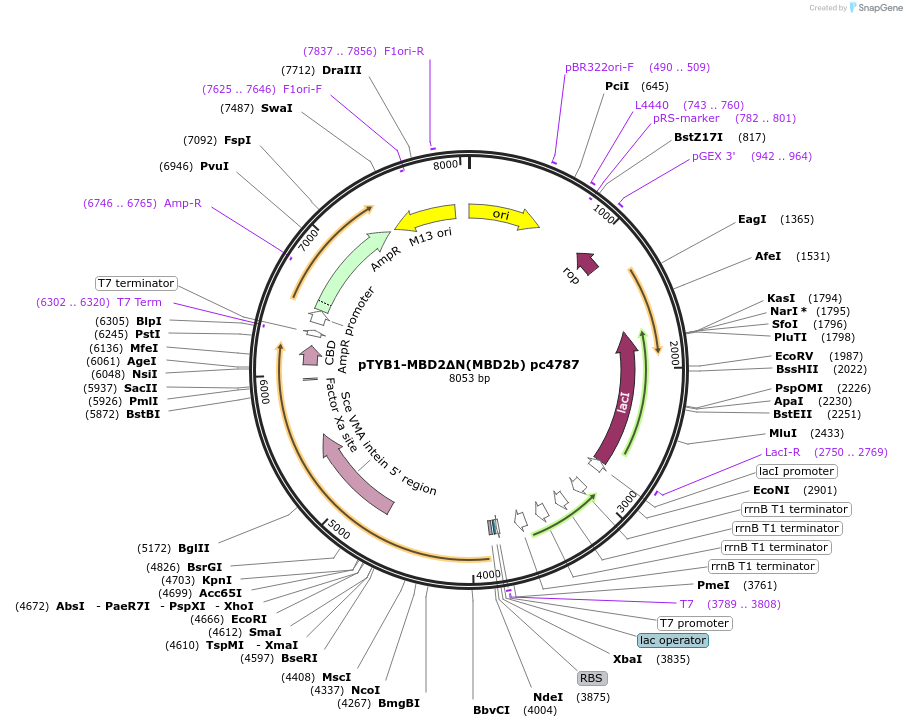 229752-plasmid-map-sequence-id-458110
