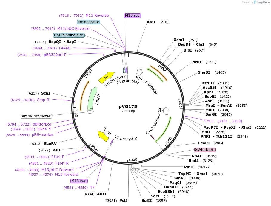 227761-plasmid-map-sequence-id-458111
