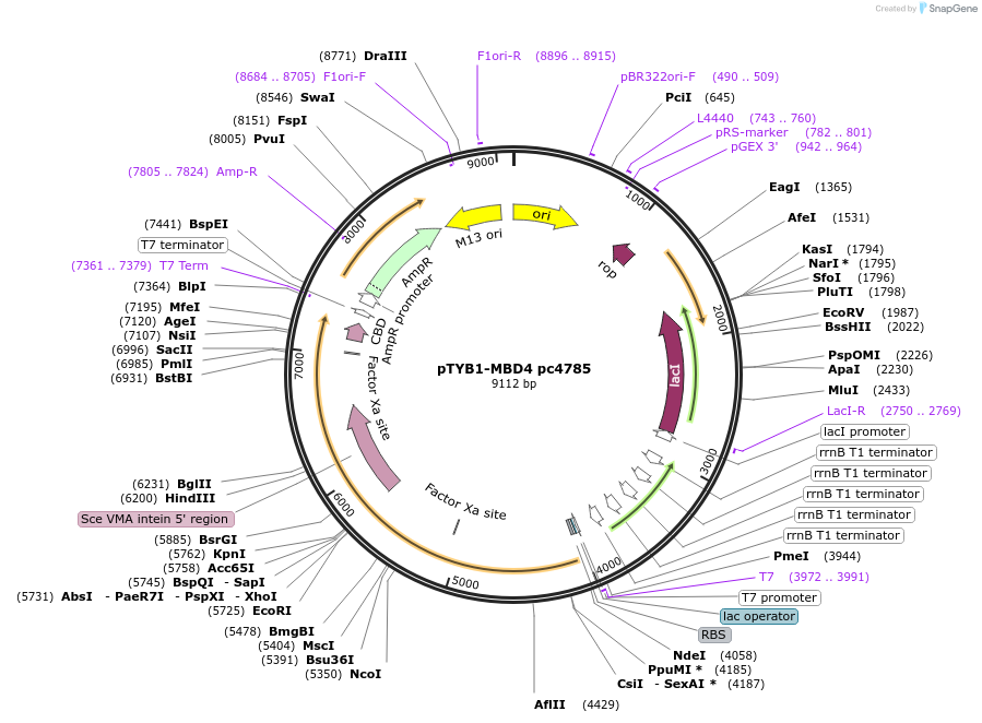 229750-plasmid-map-sequence-id-458113