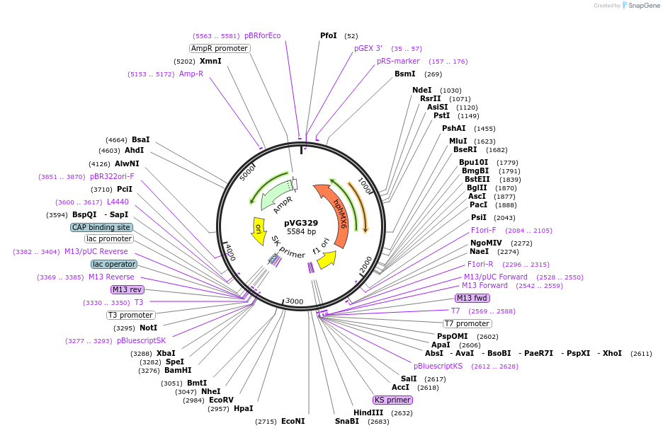 227771-plasmid-map-sequence-id-458118