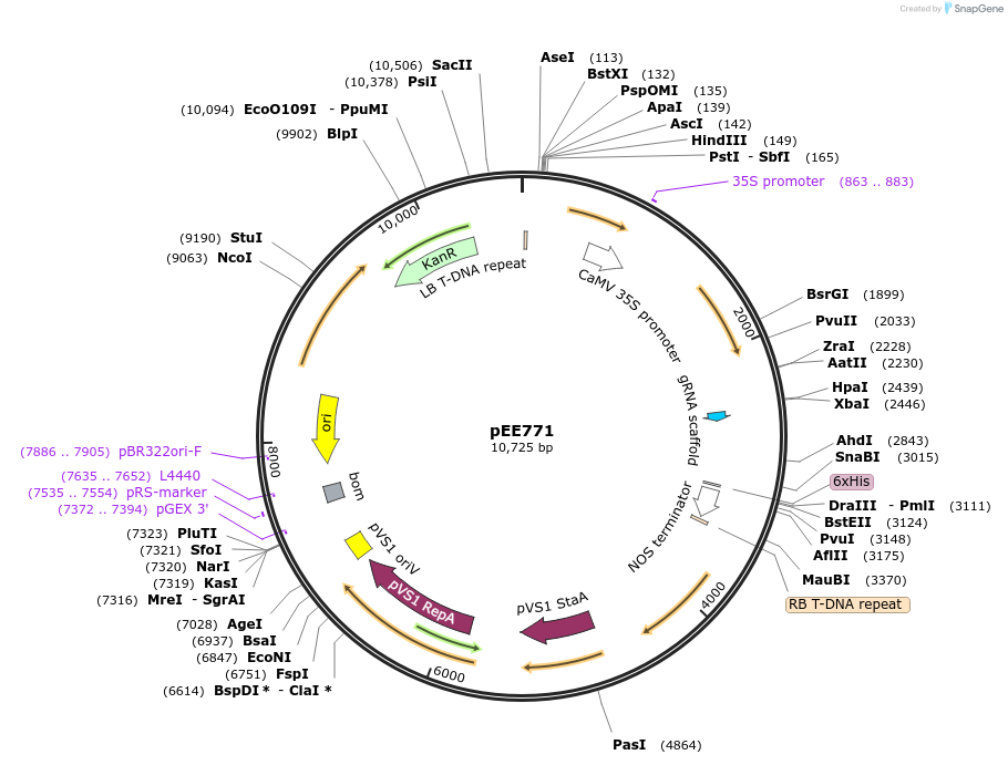231159-plasmid-map-sequence-id-458119