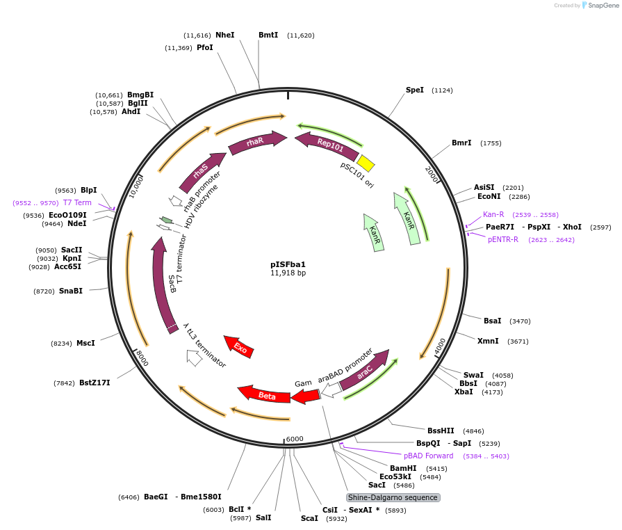 226820-plasmid-map-sequence-id-458133