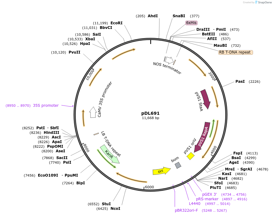 231166-plasmid-map-sequence-id-458134