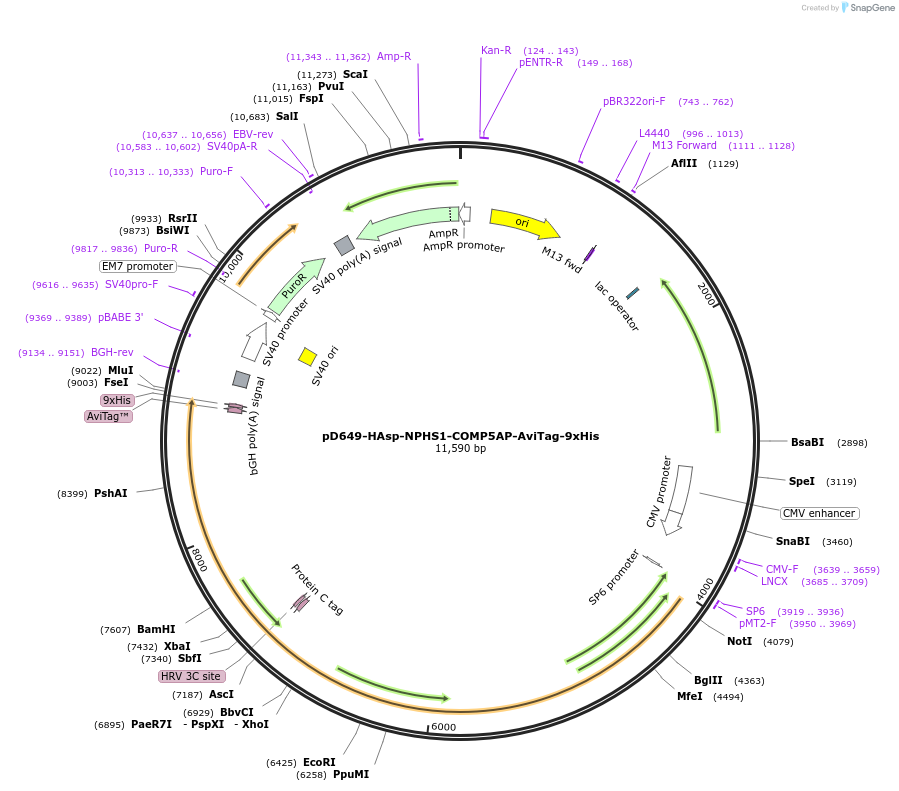 157587-plasmid-map-sequence-id-458135