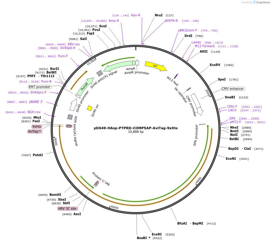 157601-plasmid-map-sequence-id-458140