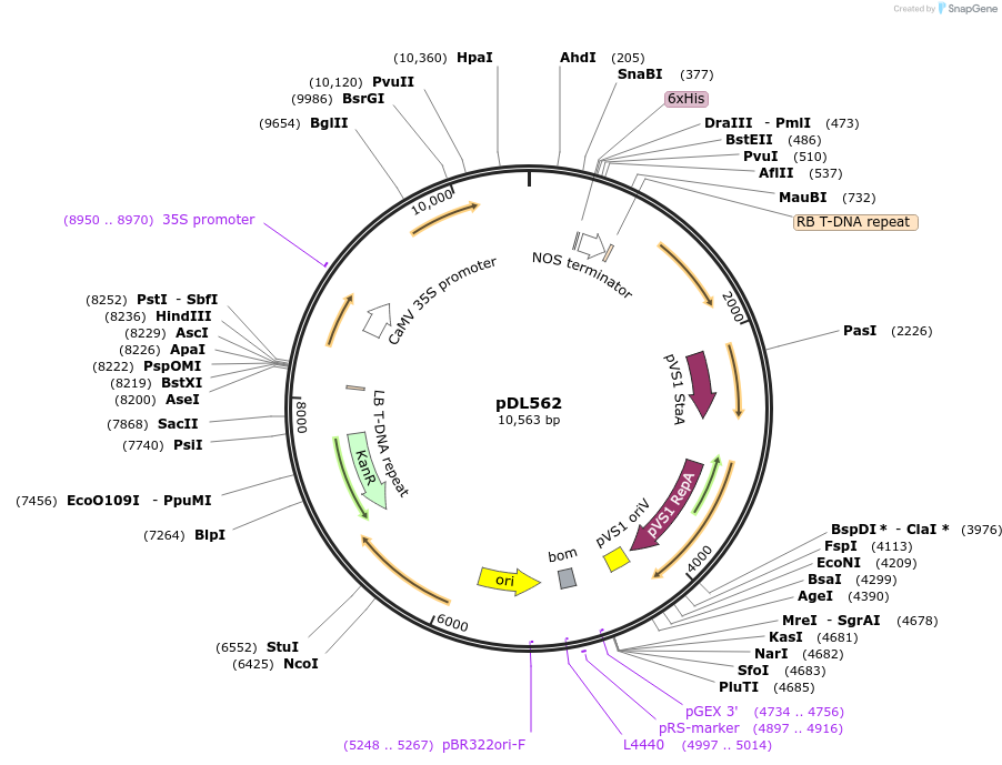 231162-plasmid-map-sequence-id-458144