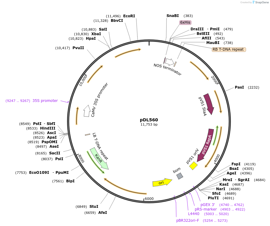 231161-plasmid-map-sequence-id-458166