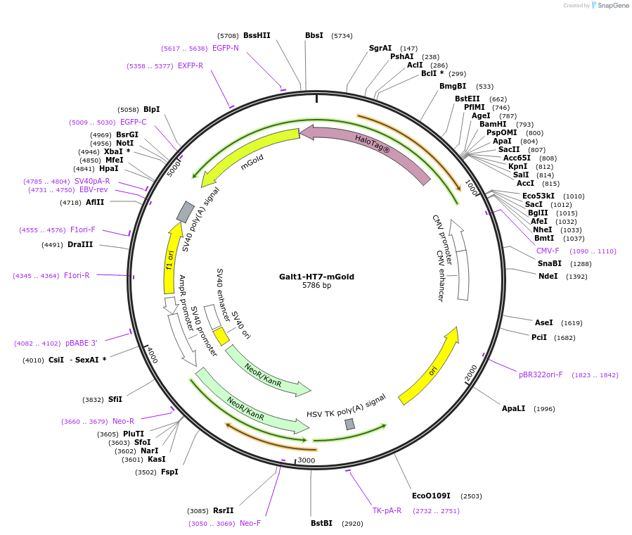 230027-plasmid-map-sequence-id-458169