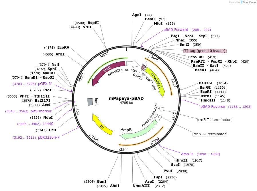 54838-plasmid-map-sequence-id-458180