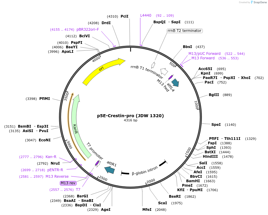 229830-plasmid-map-sequence-id-458191