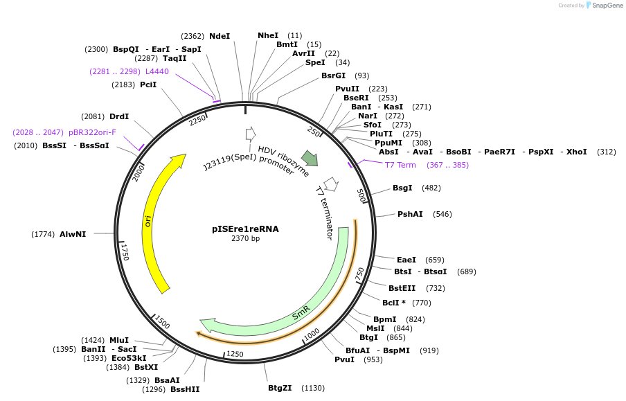 226821-plasmid-map-sequence-id-458204