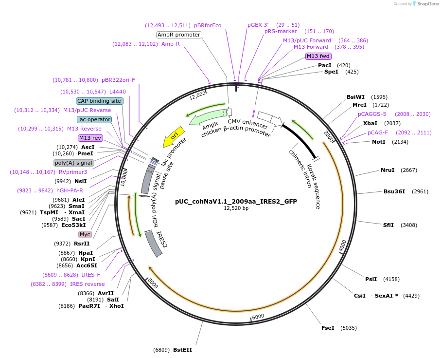 227642-plasmid-map-sequence-id-458205