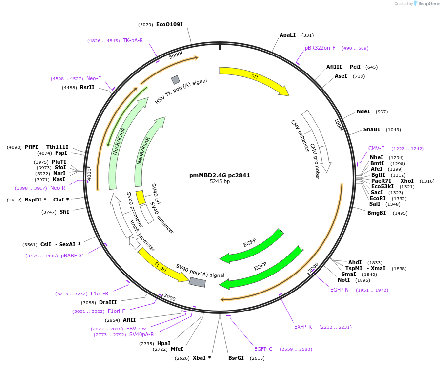 229561-plasmid-map-sequence-id-458267