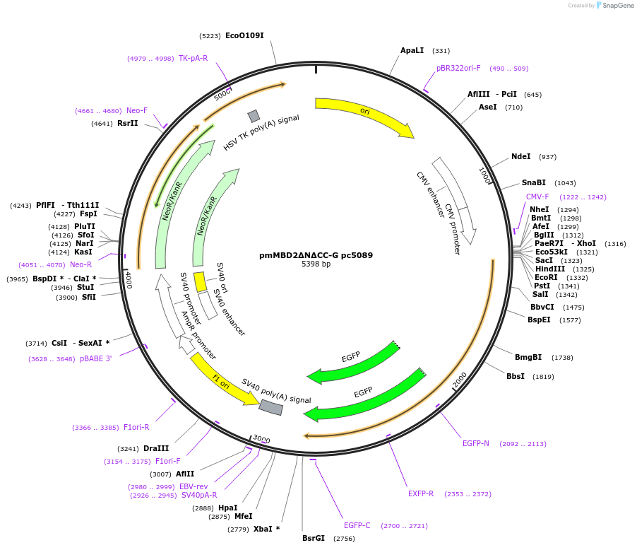 229765-plasmid-map-sequence-id-458271