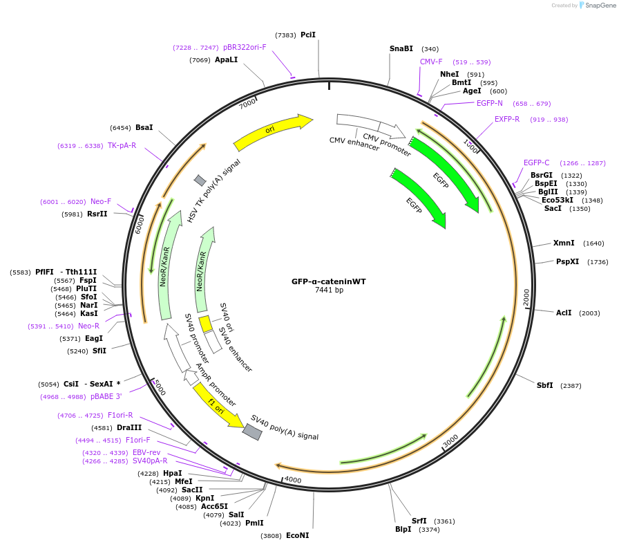 229709-plasmid-map-sequence-id-458273