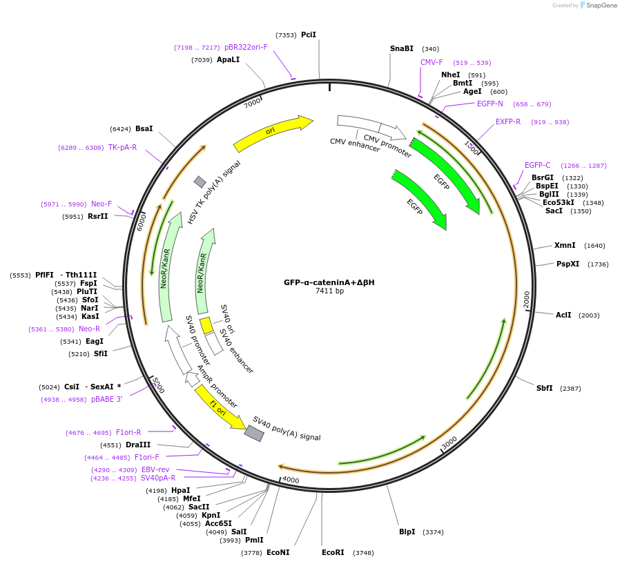 229704-plasmid-map-sequence-id-458276