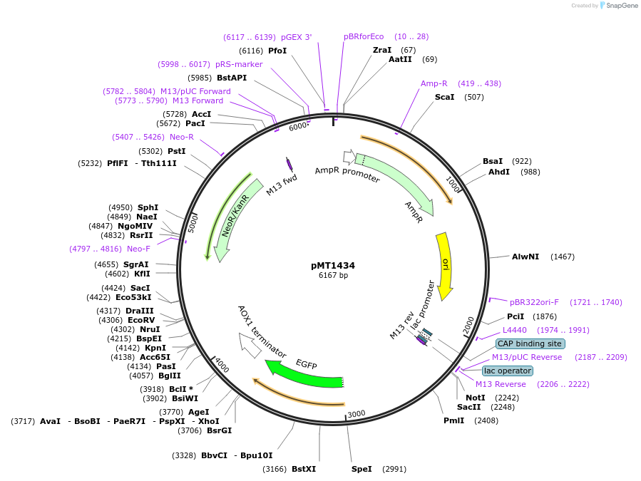 228317-plasmid-map-sequence-id-458278
