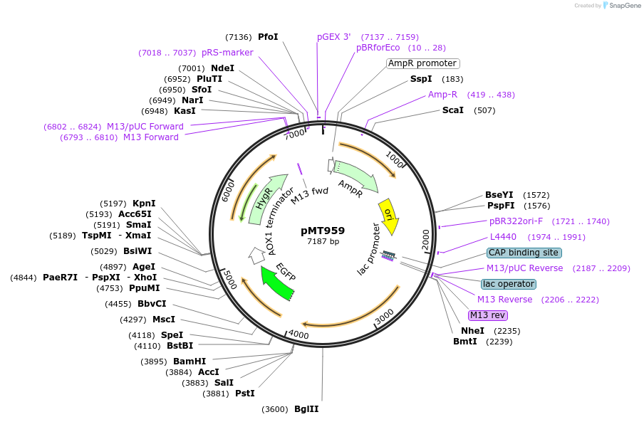 228295-plasmid-map-sequence-id-458282