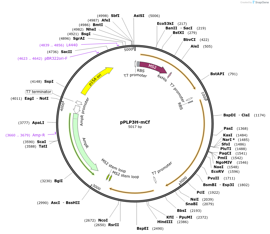 229987-plasmid-map-sequence-id-458283