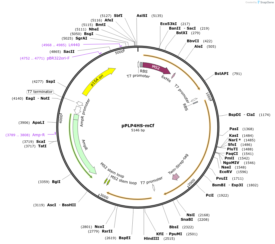 229988-plasmid-map-sequence-id-458286