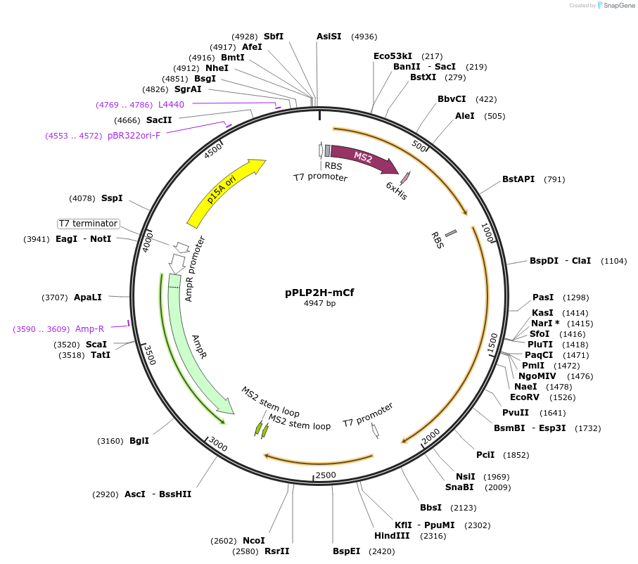 229985-plasmid-map-sequence-id-458287