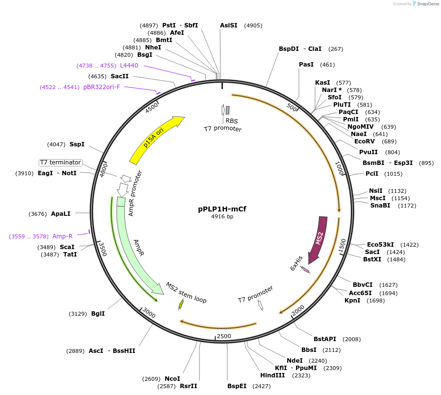 229984-plasmid-map-sequence-id-458288