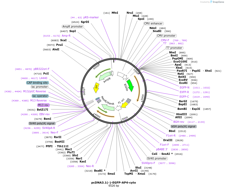 229694-plasmid-map-sequence-id-458292