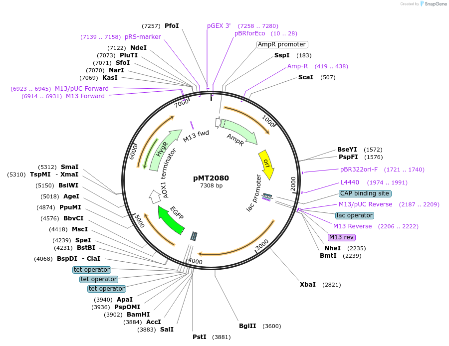 228339-plasmid-map-sequence-id-458294