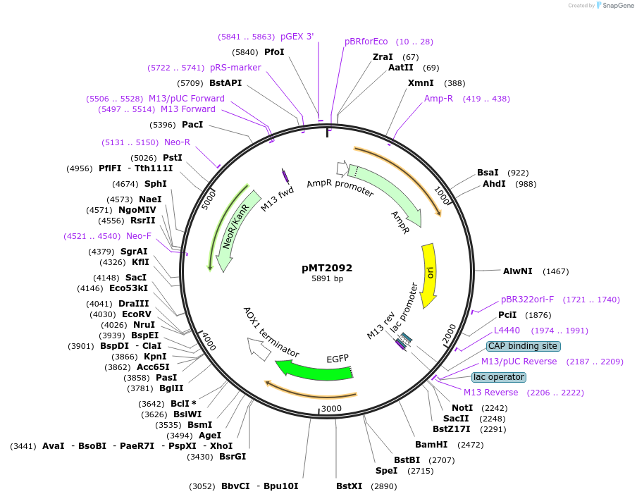 228342-plasmid-map-sequence-id-458295