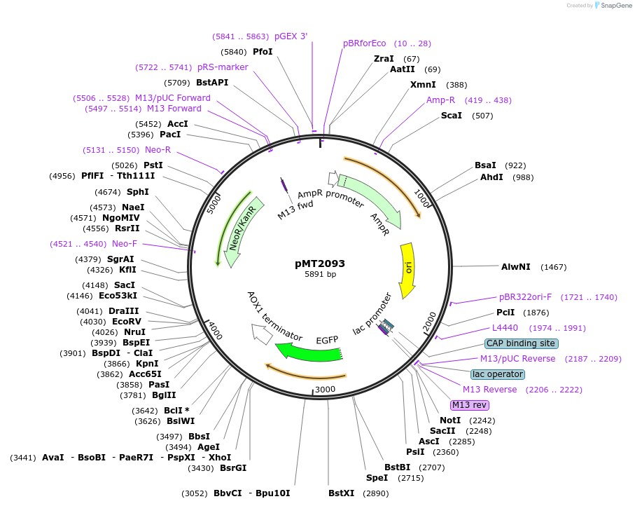 228343-plasmid-map-sequence-id-458296