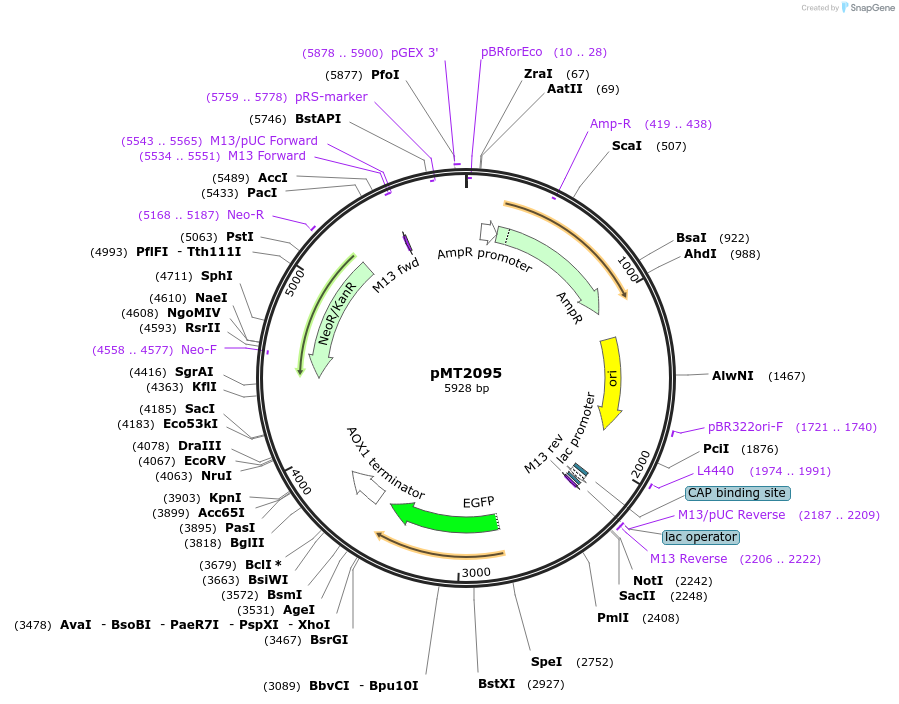 228345-plasmid-map-sequence-id-458297