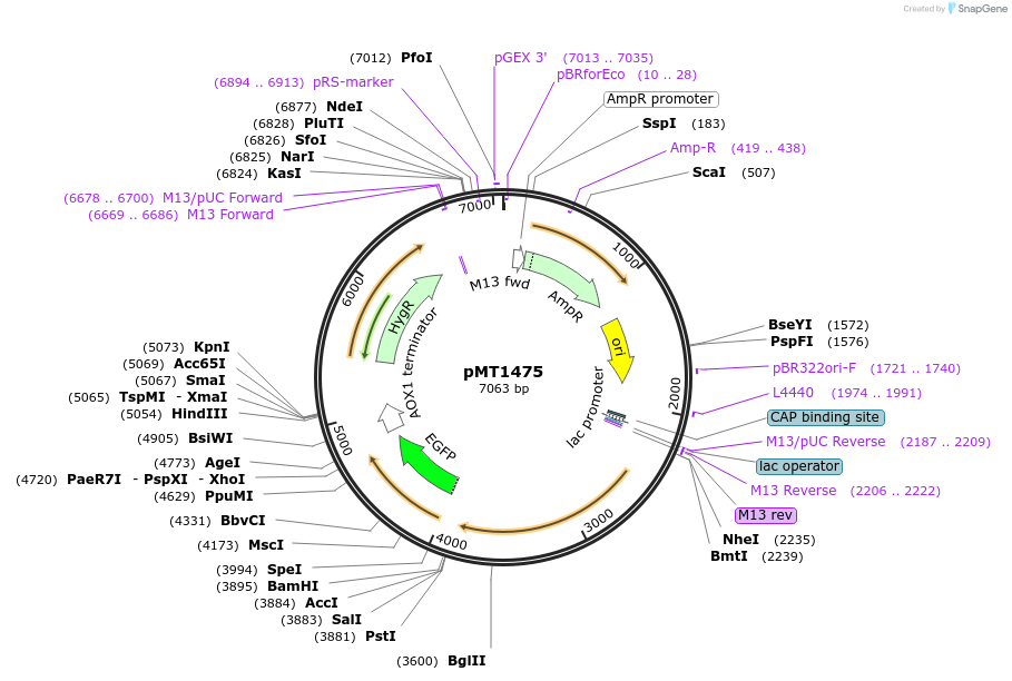 228322-plasmid-map-sequence-id-458298