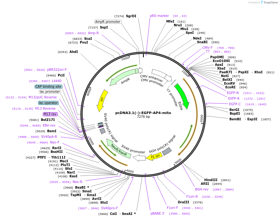 229693-plasmid-map-sequence-id-458303