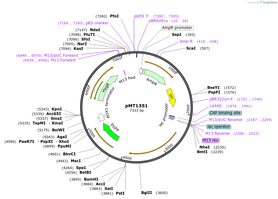 228313-plasmid-map-sequence-id-458304