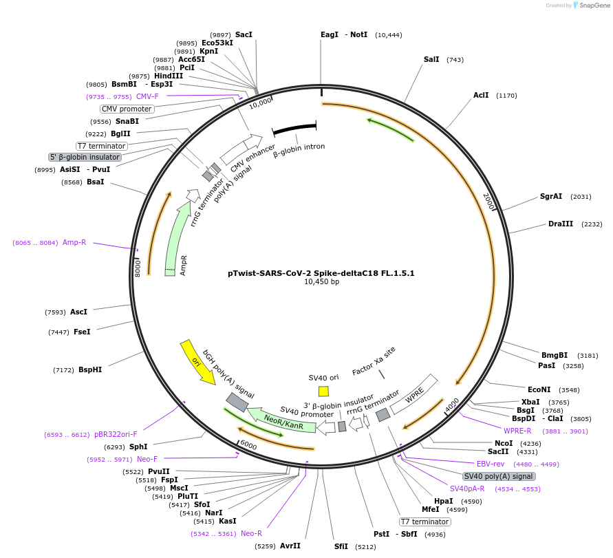 212539-plasmid-map-sequence-id-458317