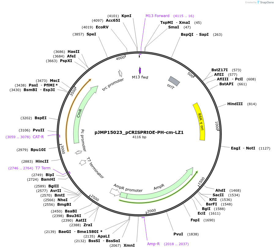 225858-plasmid-map-sequence-id-458324