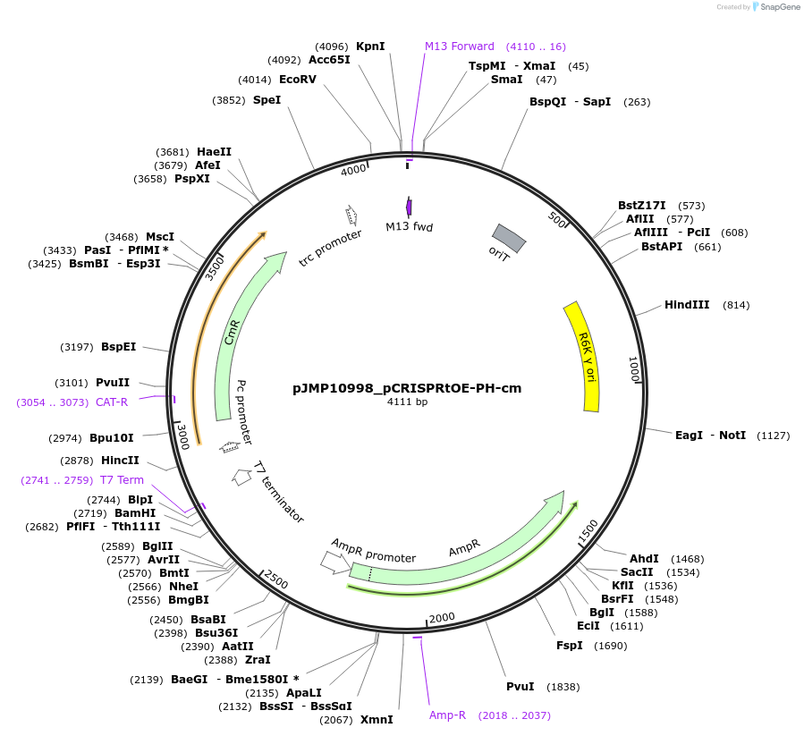 225857-plasmid-map-sequence-id-458325