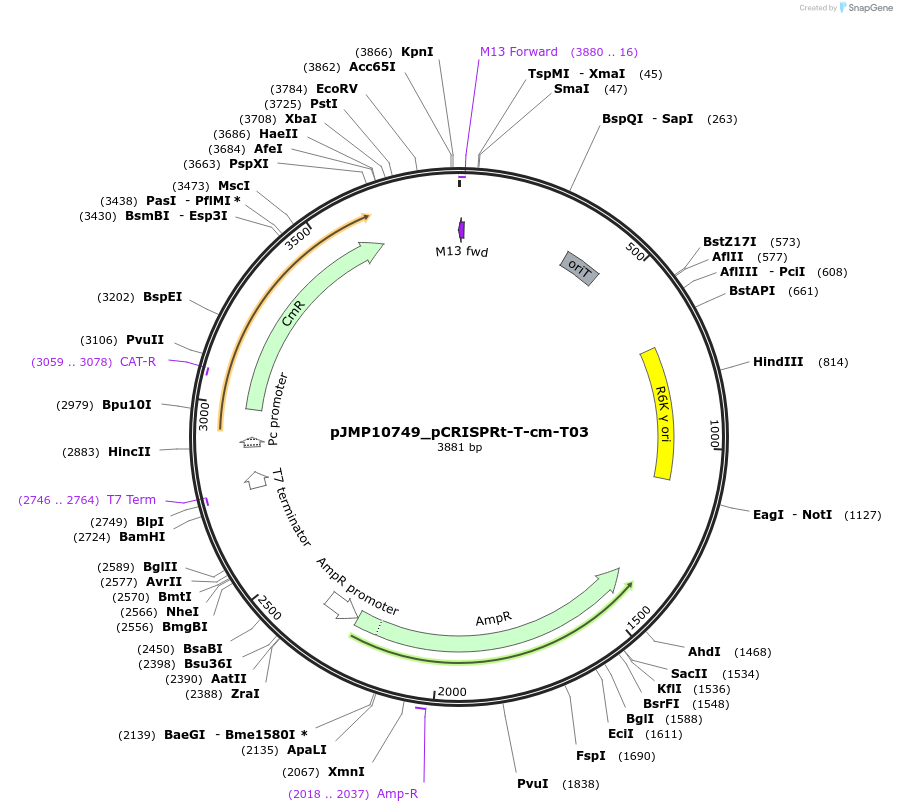 225842-plasmid-map-sequence-id-458326