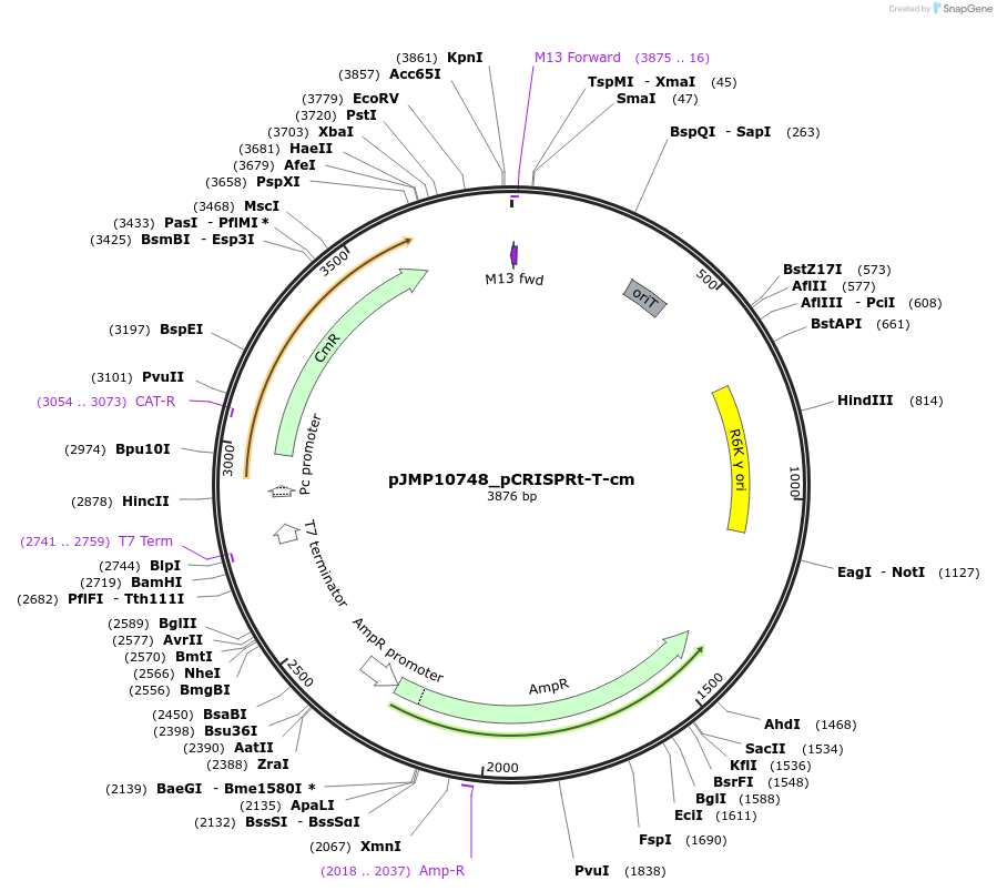225841-plasmid-map-sequence-id-458327