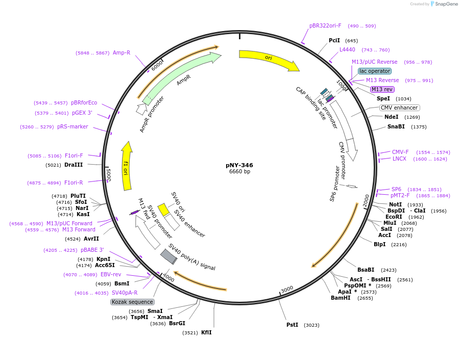 231046-plasmid-map-sequence-id-458329