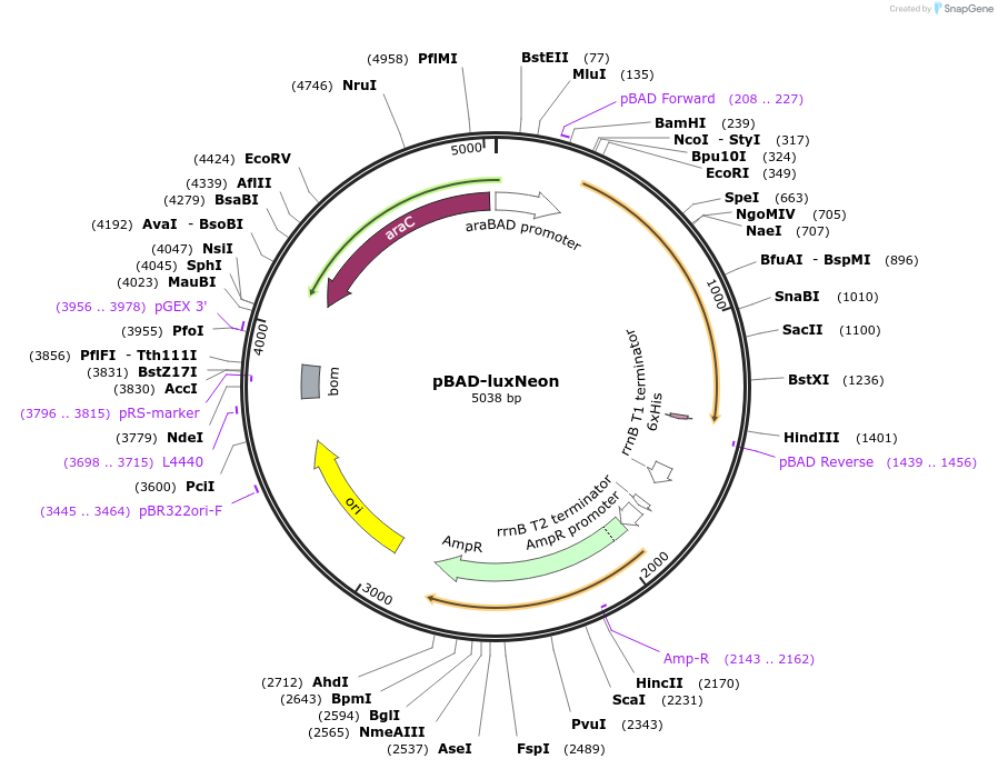 229942-plasmid-map-sequence-id-458330