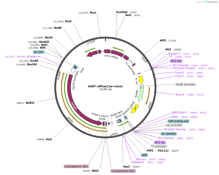 230909-plasmid-map-sequence-id-458340