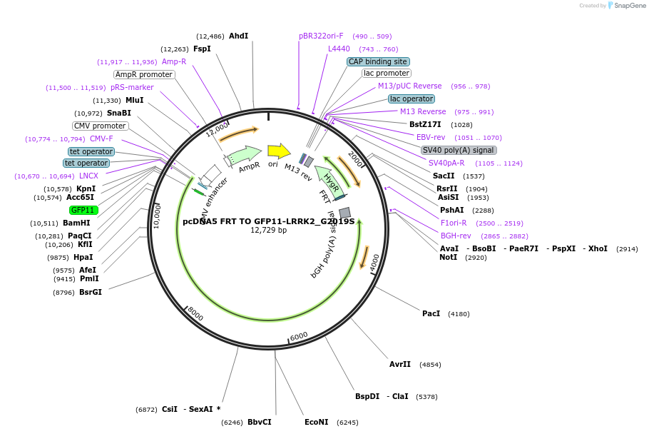 231175-plasmid-map-sequence-id-458341