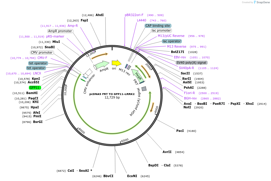 231174-plasmid-map-sequence-id-458342