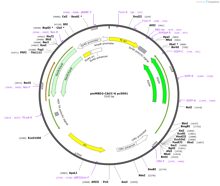 229766-plasmid-map-sequence-id-458344