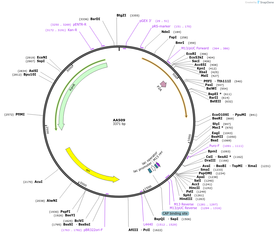 231116-plasmid-map-sequence-id-458354
