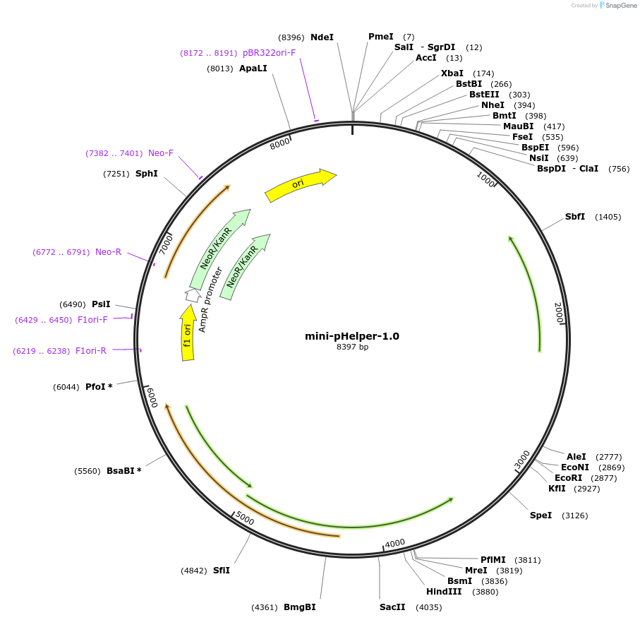 230933-plasmid-map-sequence-id-458355