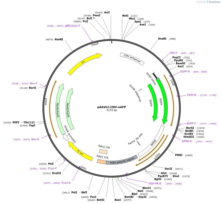 230932-plasmid-map-sequence-id-458356