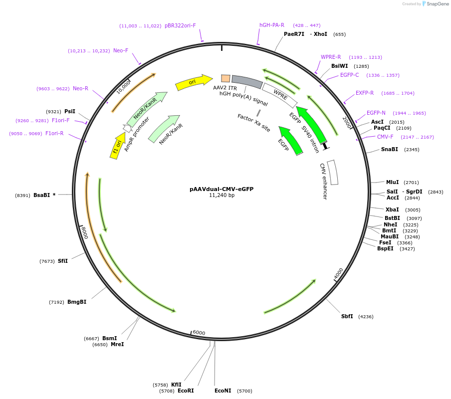 230931-plasmid-map-sequence-id-458357