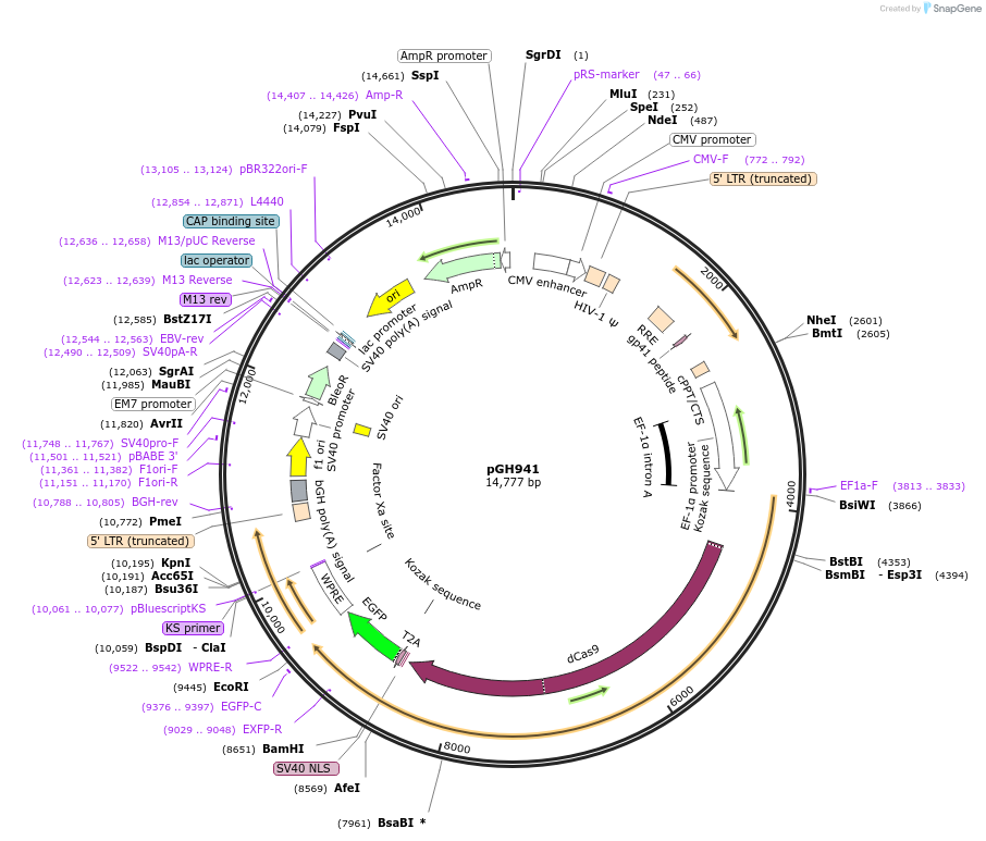 230846-plasmid-map-sequence-id-458360